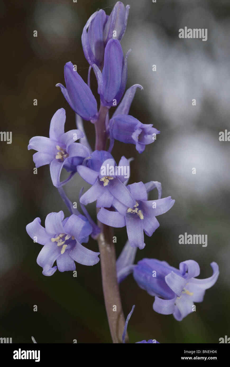 Bluebell (Hyacinthoides non-scripta) Banque D'Images