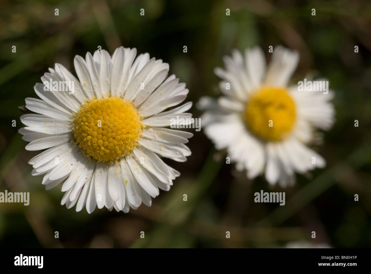 Le sud de l'herbacé (Bellis sylvestris) Banque D'Images