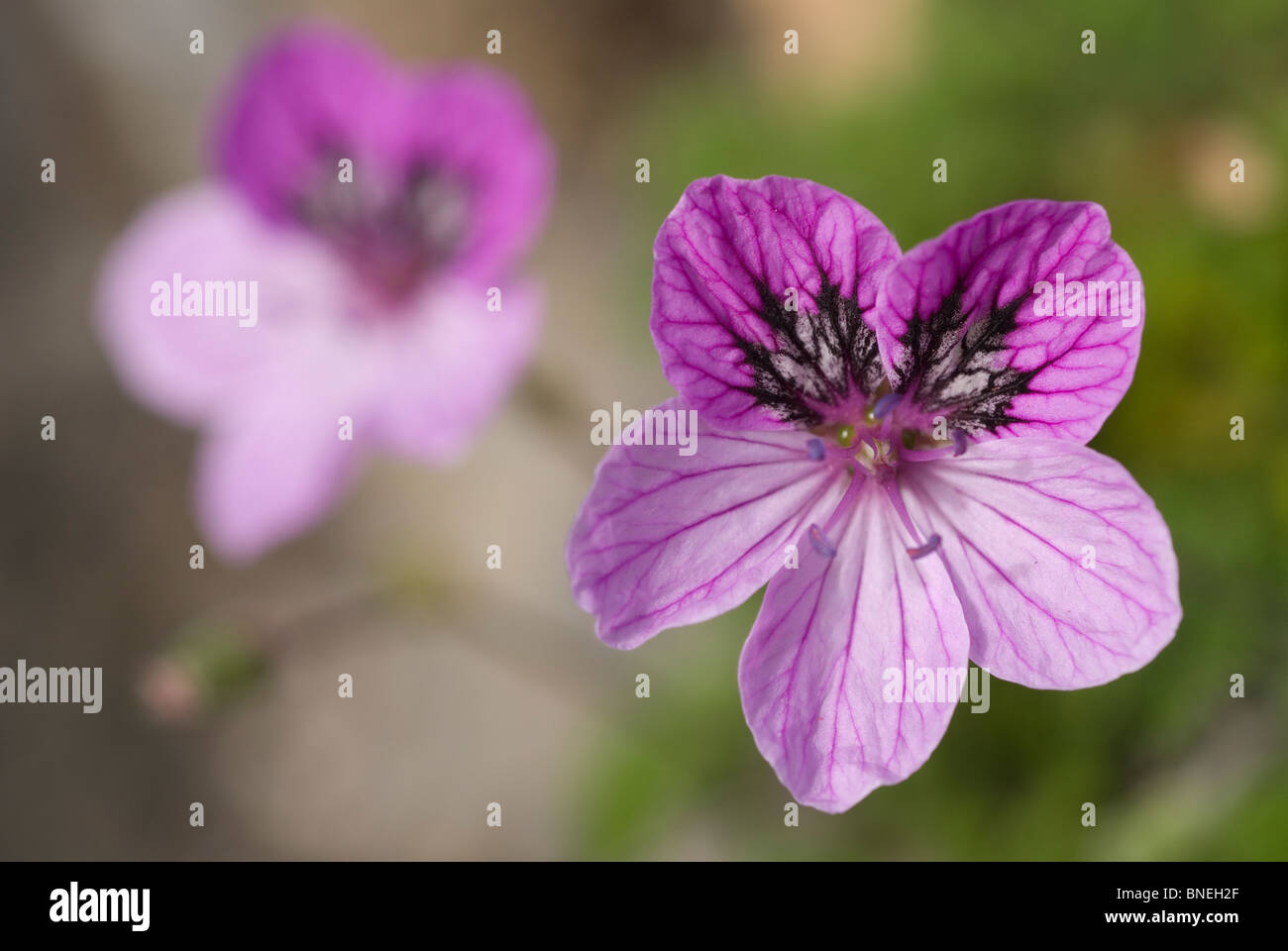 Erodium foetidum Banque D'Images