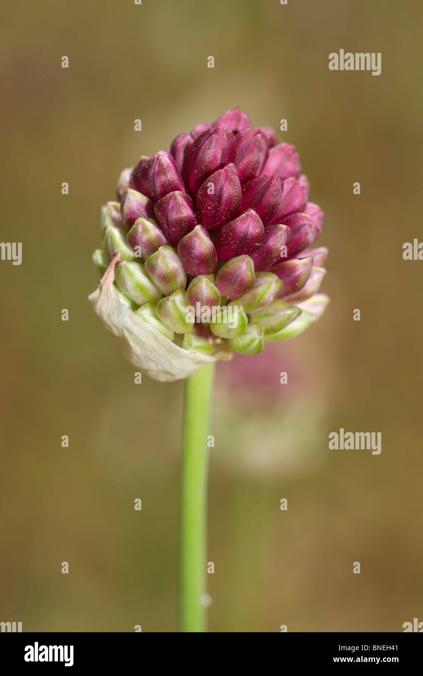 L'allium (Allium sphaerocephalum pilon) Banque D'Images