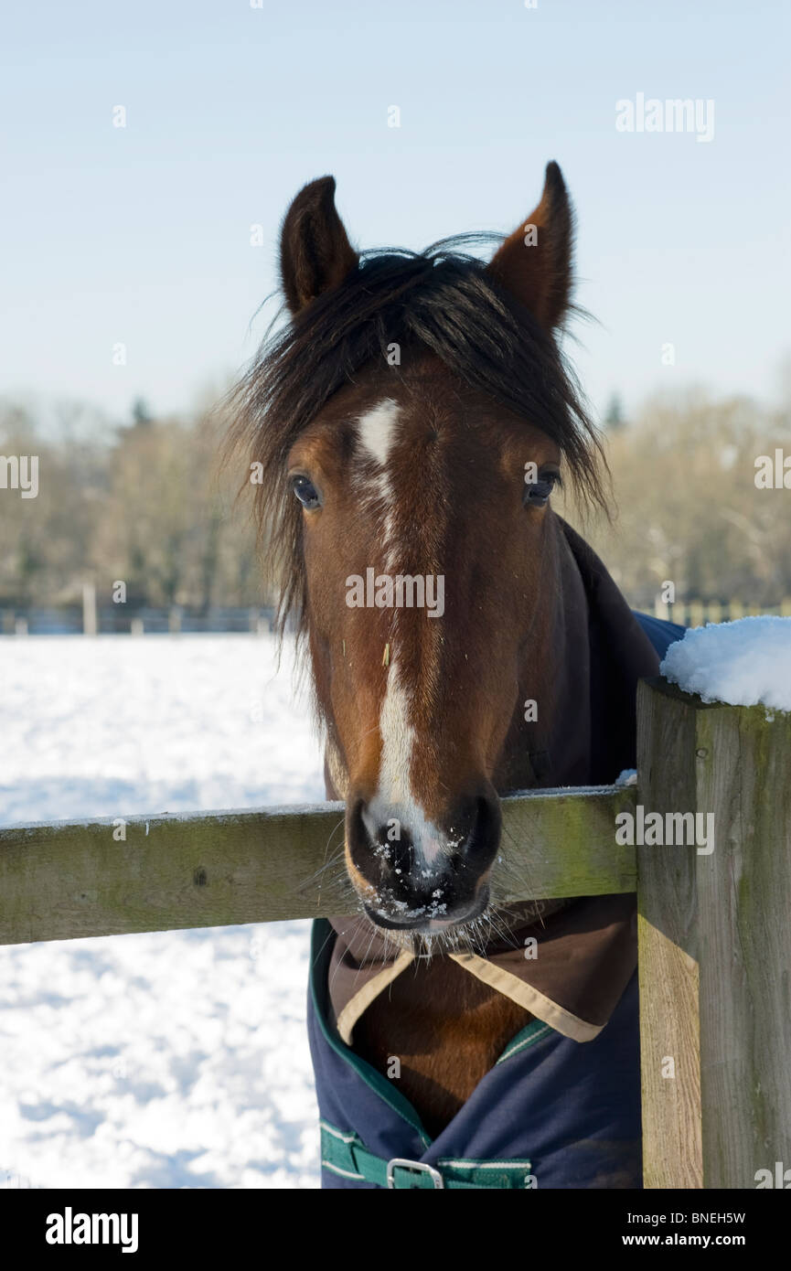 Pour le robuste poney snow Banque D'Images