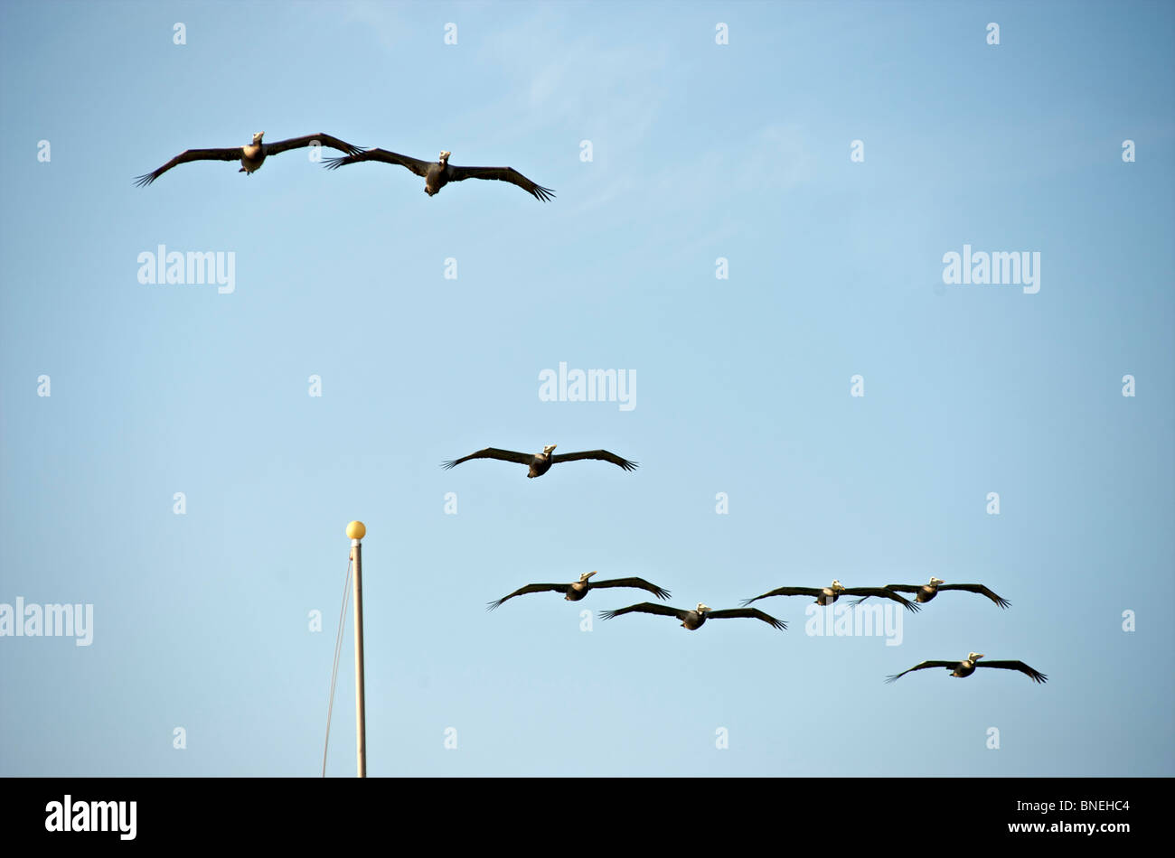 La formation en vol Pelican Galveston, Texas, en Amérique du Nord, Etats-Unis Banque D'Images