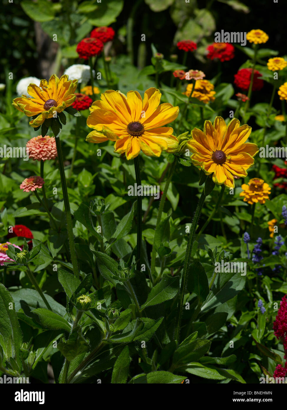 Close up detail de l'Helianthus dans le jardin fleuri de Bouges Banque D'Images