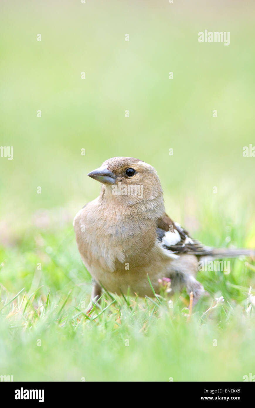 Chaffinch Fringilla coelebs femelle Banque D'Images