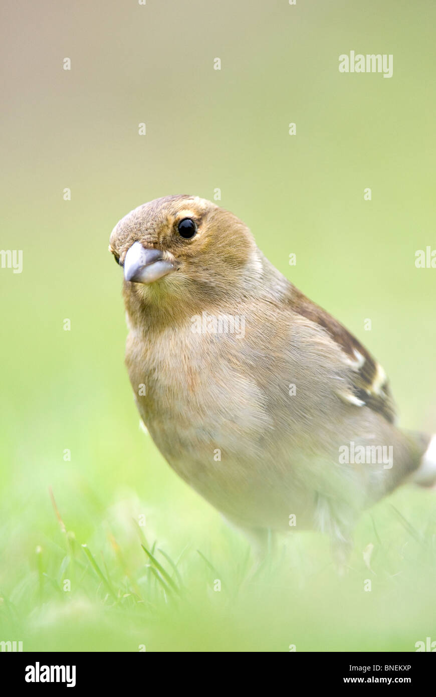 Chaffinch Fringilla coelebs femelle Banque D'Images