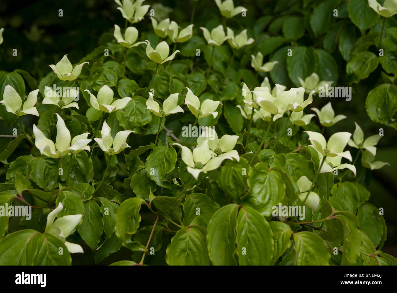 Cornus kousa Dogwood Baignoire Somerset UK Banque D'Images