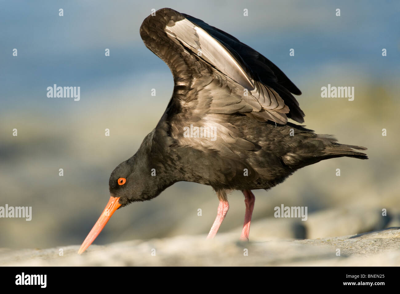 L'huîtrier Haematopus unicolor variable Banque D'Images