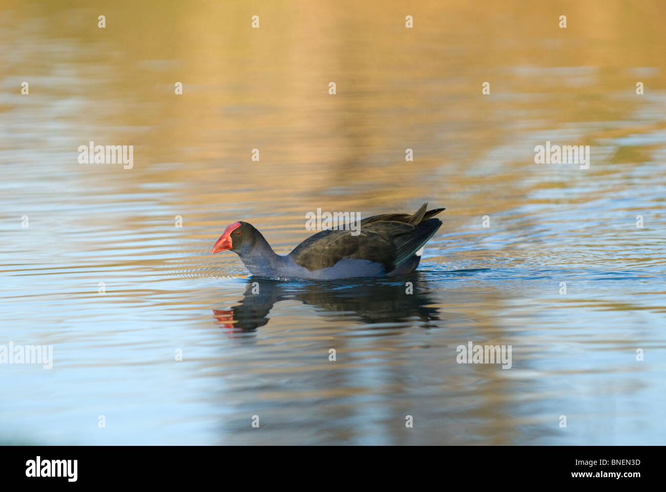 Pukeko Porphyrio porphyrio melanotus Banque D'Images