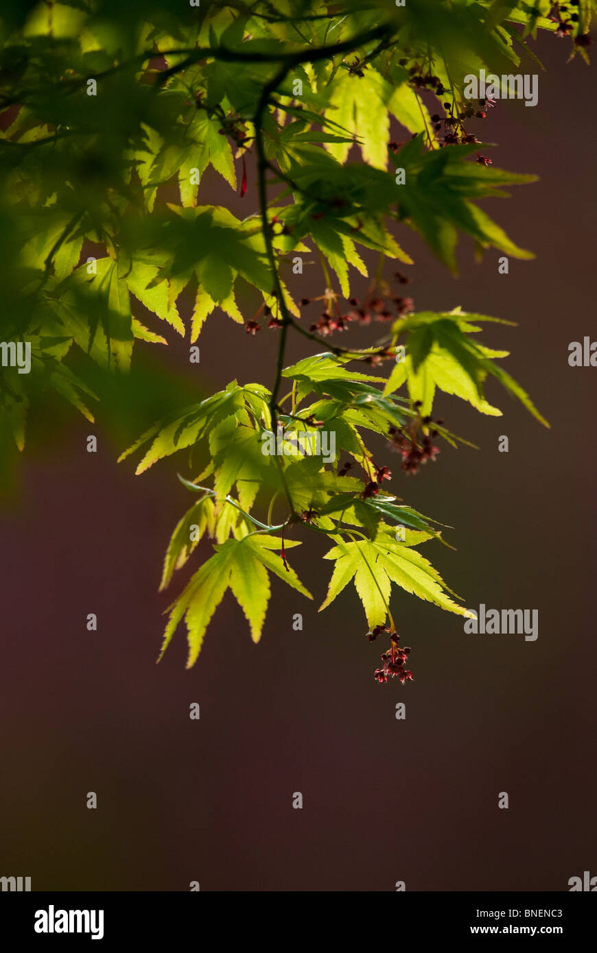 La lumière du soleil dans l'arbre d'Acer Banque D'Images