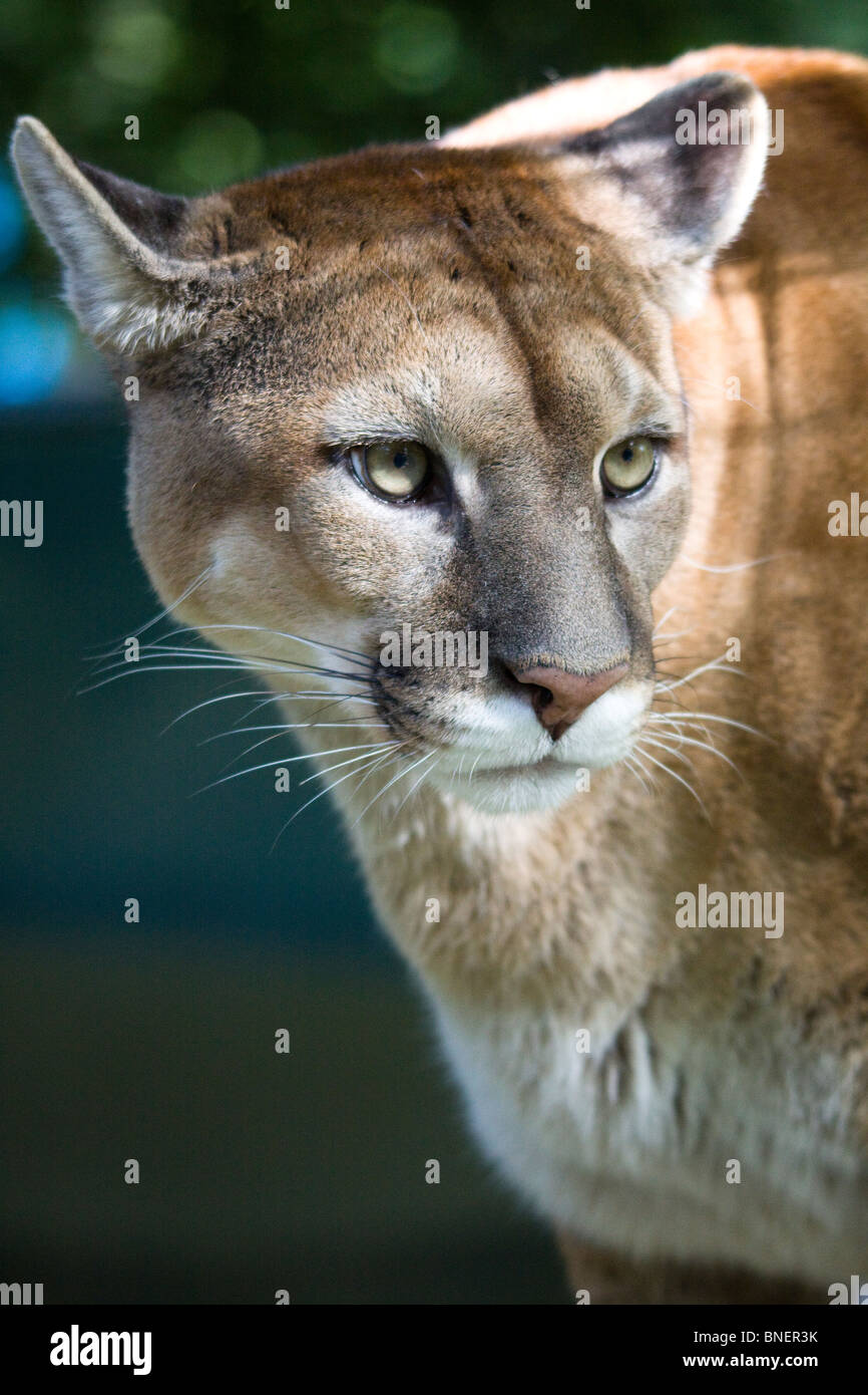 Female puma Banque de photographies et d'images à haute résolution - Alamy