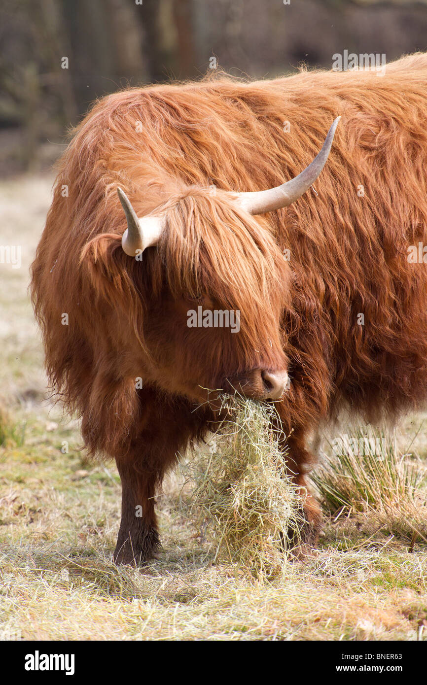 L'alimentation des vaches Highland pour l'ensilage Banque D'Images
