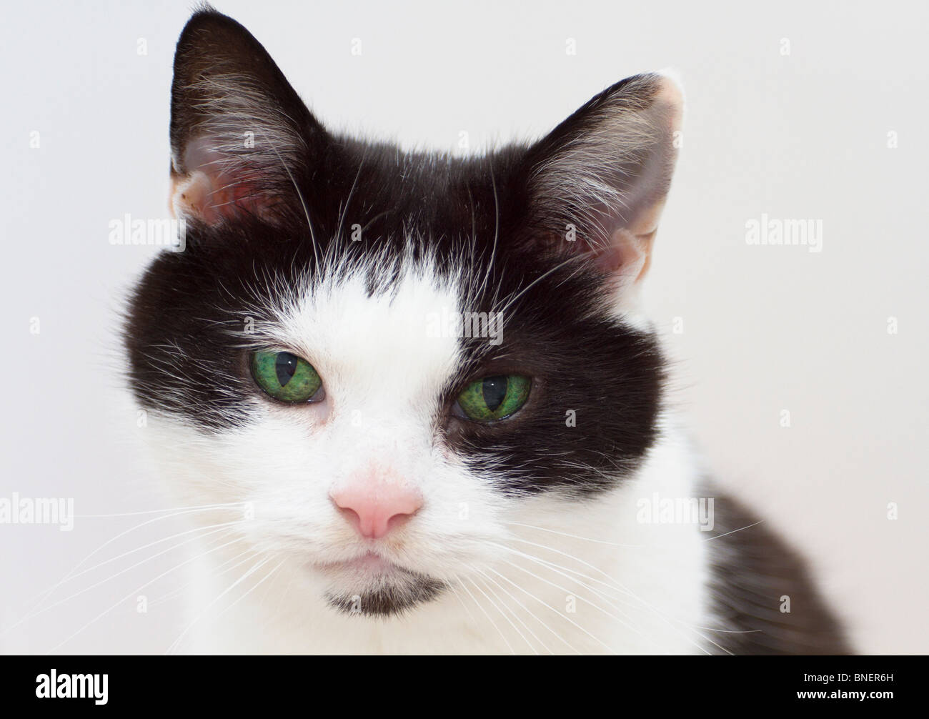 Un homme adulte chat noir et blanc (Felis catus) avec des yeux verts à directement à l'appareil photo Banque D'Images