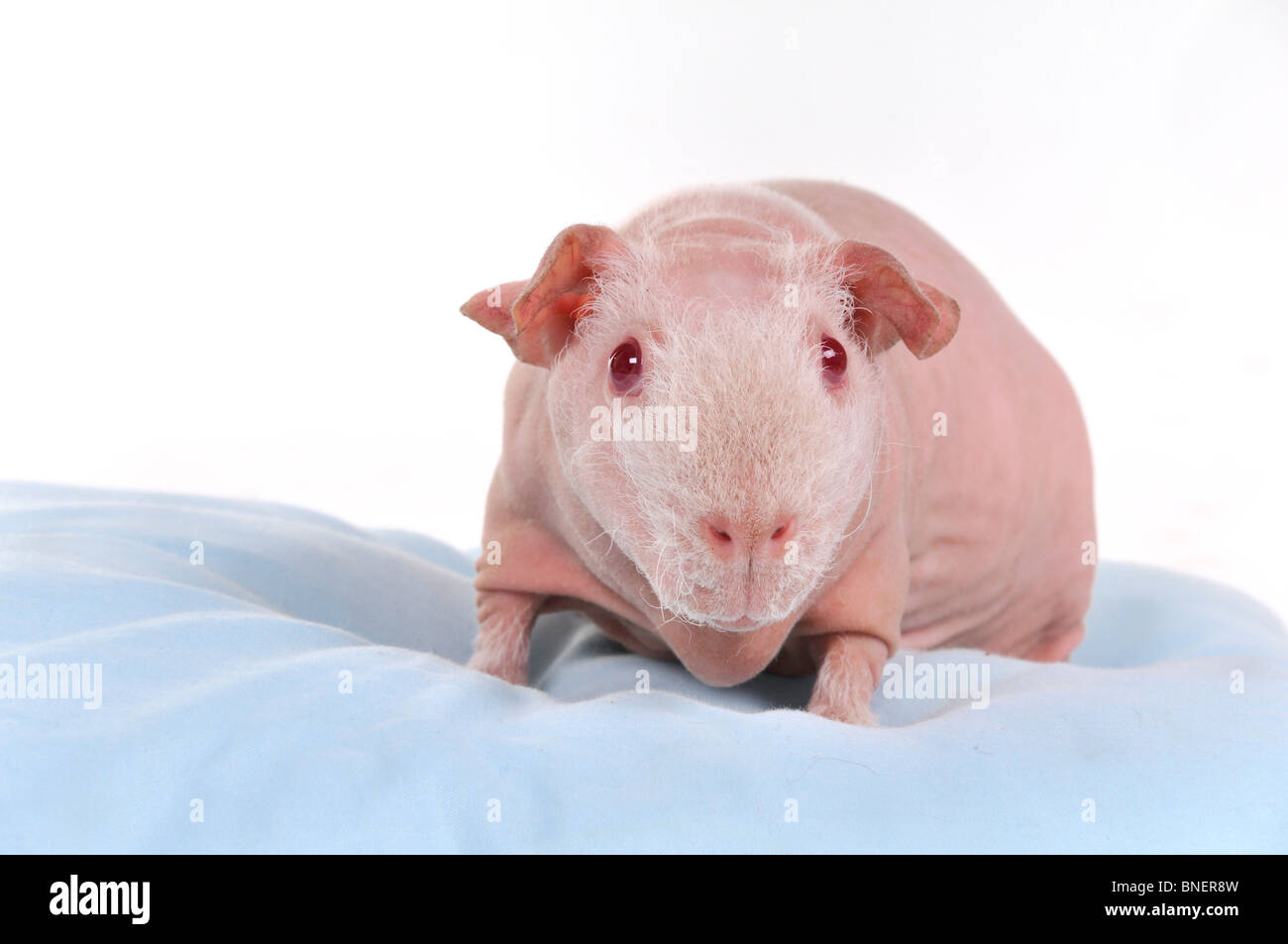 Breeded Skinny cavia sur un oreiller Banque D'Images