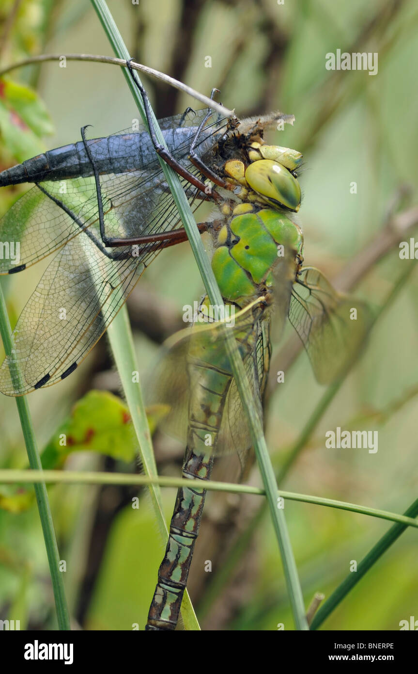 Libellule Anax imperator empereur - alimentation sur Black-Tailed - Orthetrum cancellatum Skimmer Banque D'Images