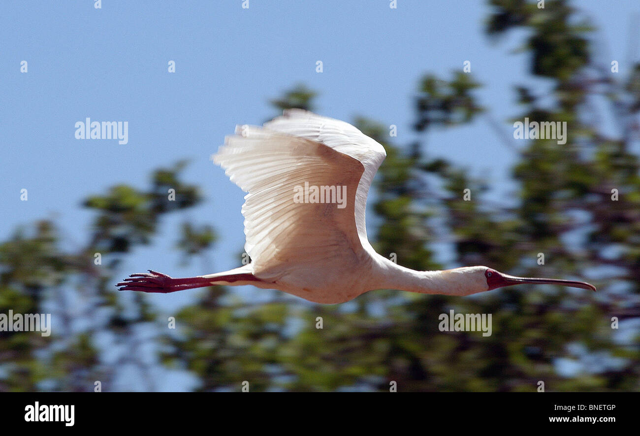 Le soleil du matin les captures les ailes de la spatule d'Afrique à la recherche d'un site d'atterrissage dans le parc national de Tsavo Ouest, au Kenya. Banque D'Images