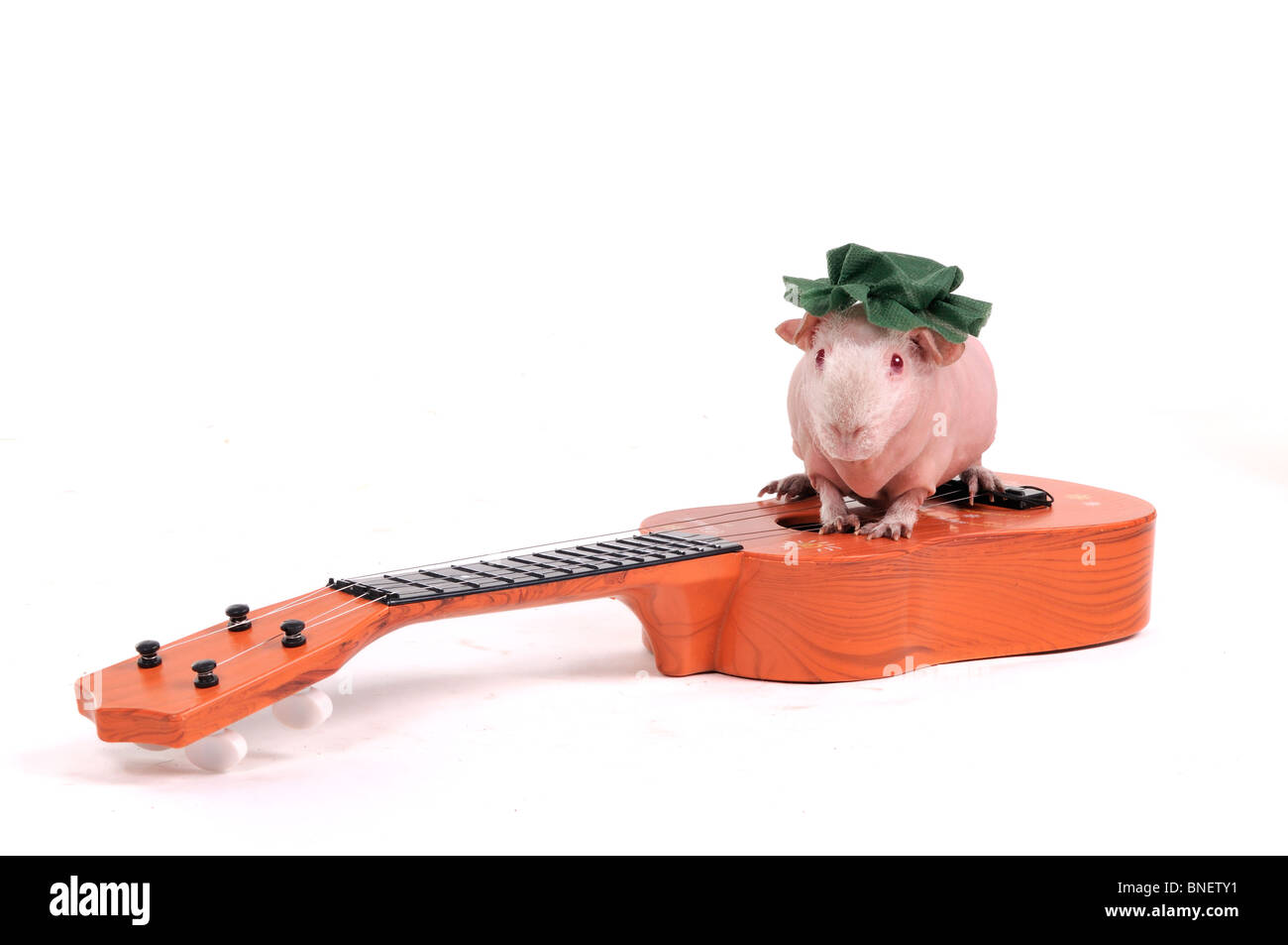 Cute Little Cavia assis sur le dessus d'une guitare Banque D'Images