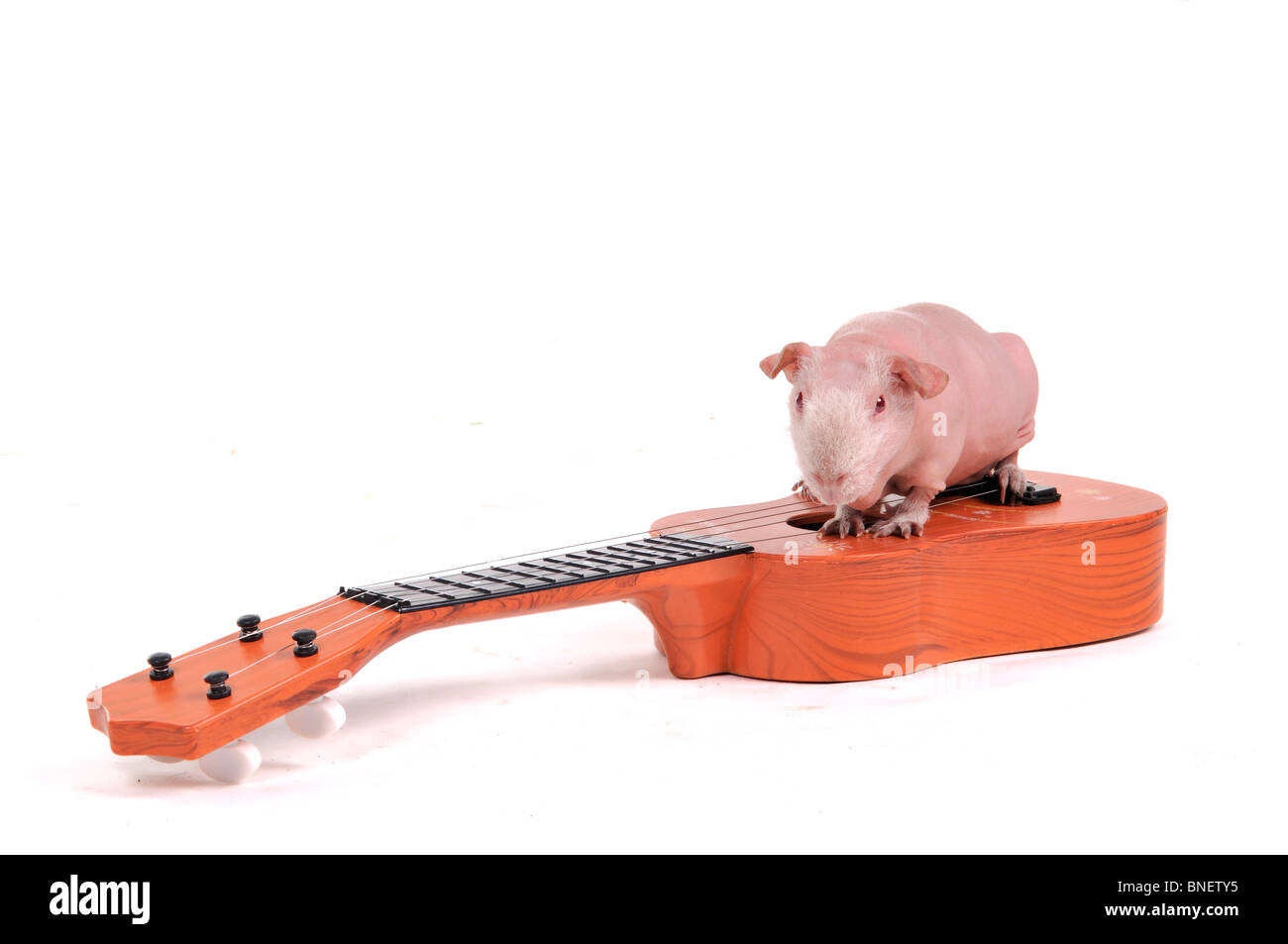 Musicien de rongeurs à la guitare Banque D'Images