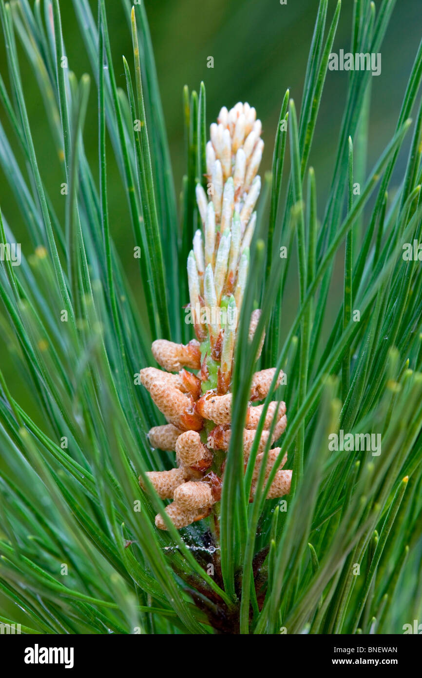 Le pin sylvestre, Pinus sylvestris ; avec ses fleurs mâles Banque D'Images