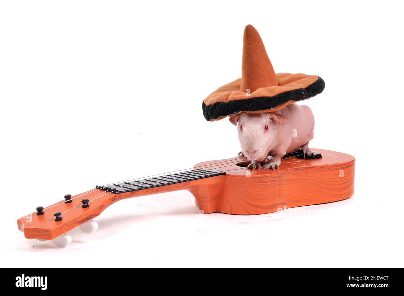 Cochon assis dans hat sur une guitare Banque D'Images
