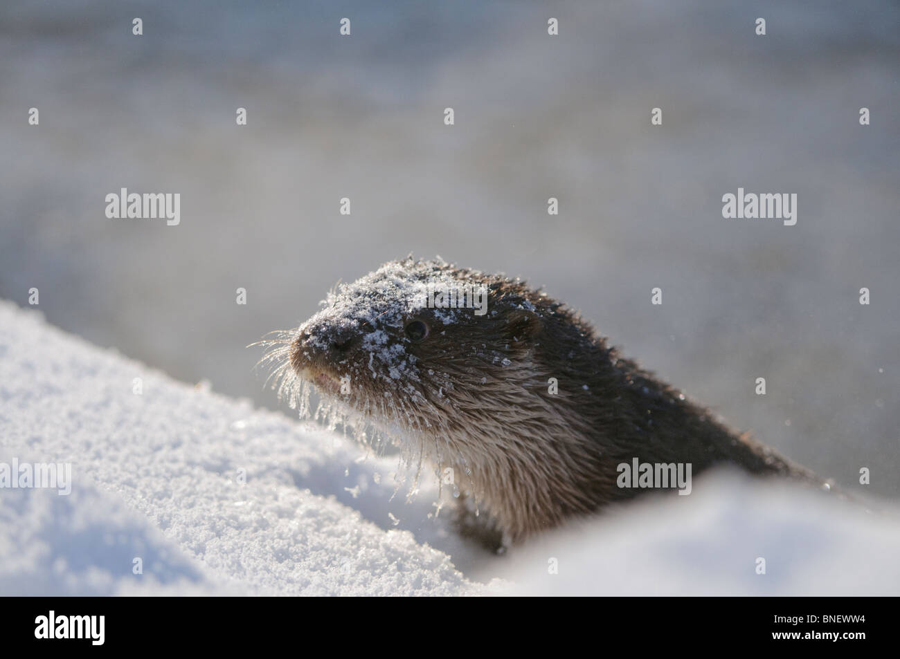 Jeunes Européens La loutre (Lutra lutra) sur une rivière gelée à Kajaani, Finlande en février au moins 38 C temp. Banque D'Images