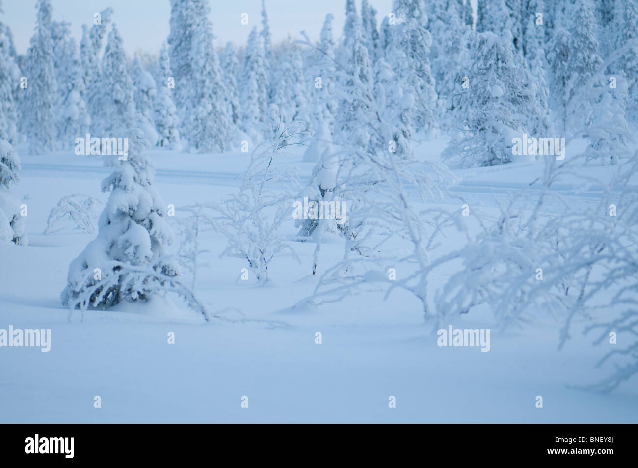 Paysages de neige en février avec des conditions de froid extrême, Kuusamo, Finlande Banque D'Images