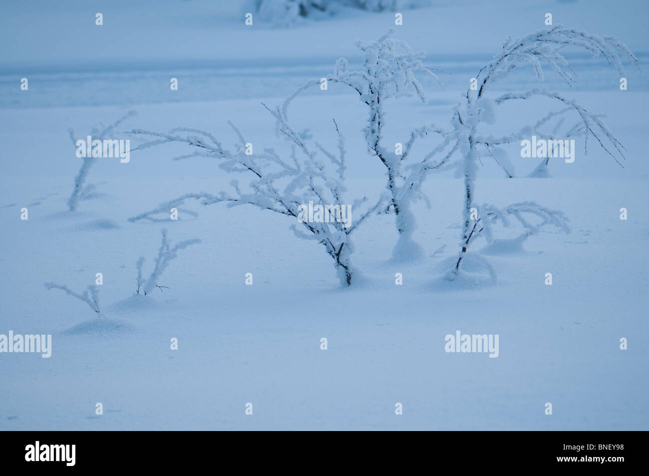 Paysages de neige en février avec des conditions de froid extrême, Kuusamo, Finlande Banque D'Images