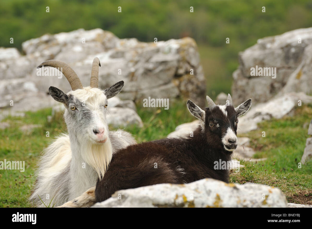 Les chèvres sauvages, les gorges de Cheddar, Somerset, UK Banque D'Images