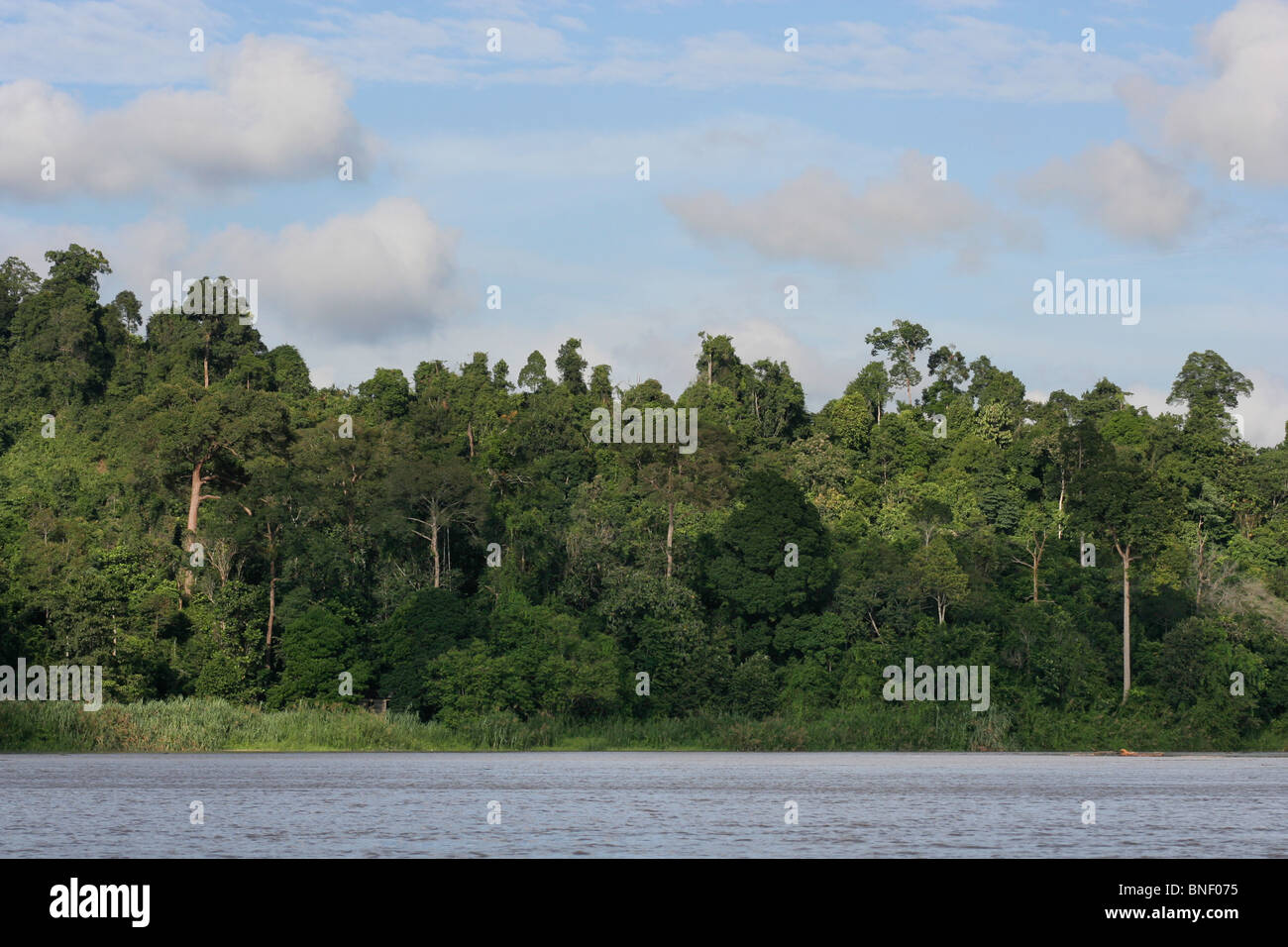 Les forêts tropicales le long de la rivière Kinabatangan, Sabah, Malaisie Banque D'Images