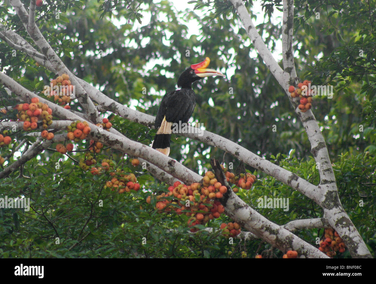 Calao rhinocéros (Buceros rhinoceros), Sabah, Malaisie Banque D'Images