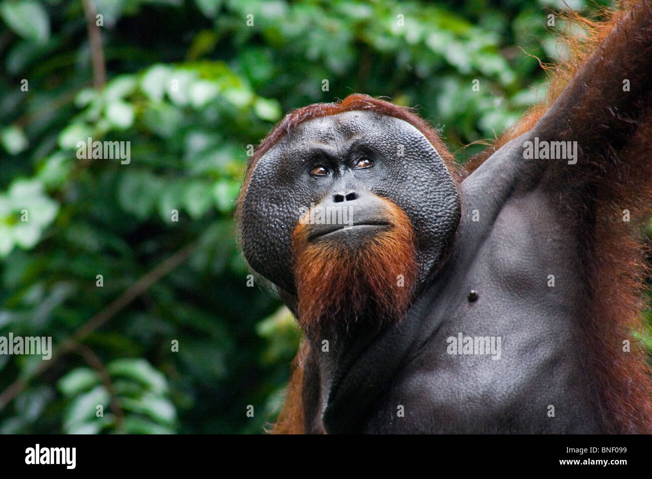 Mâle adulte orang-outan (Pongo pygmaeus), Sabah, Malaisie Banque D'Images