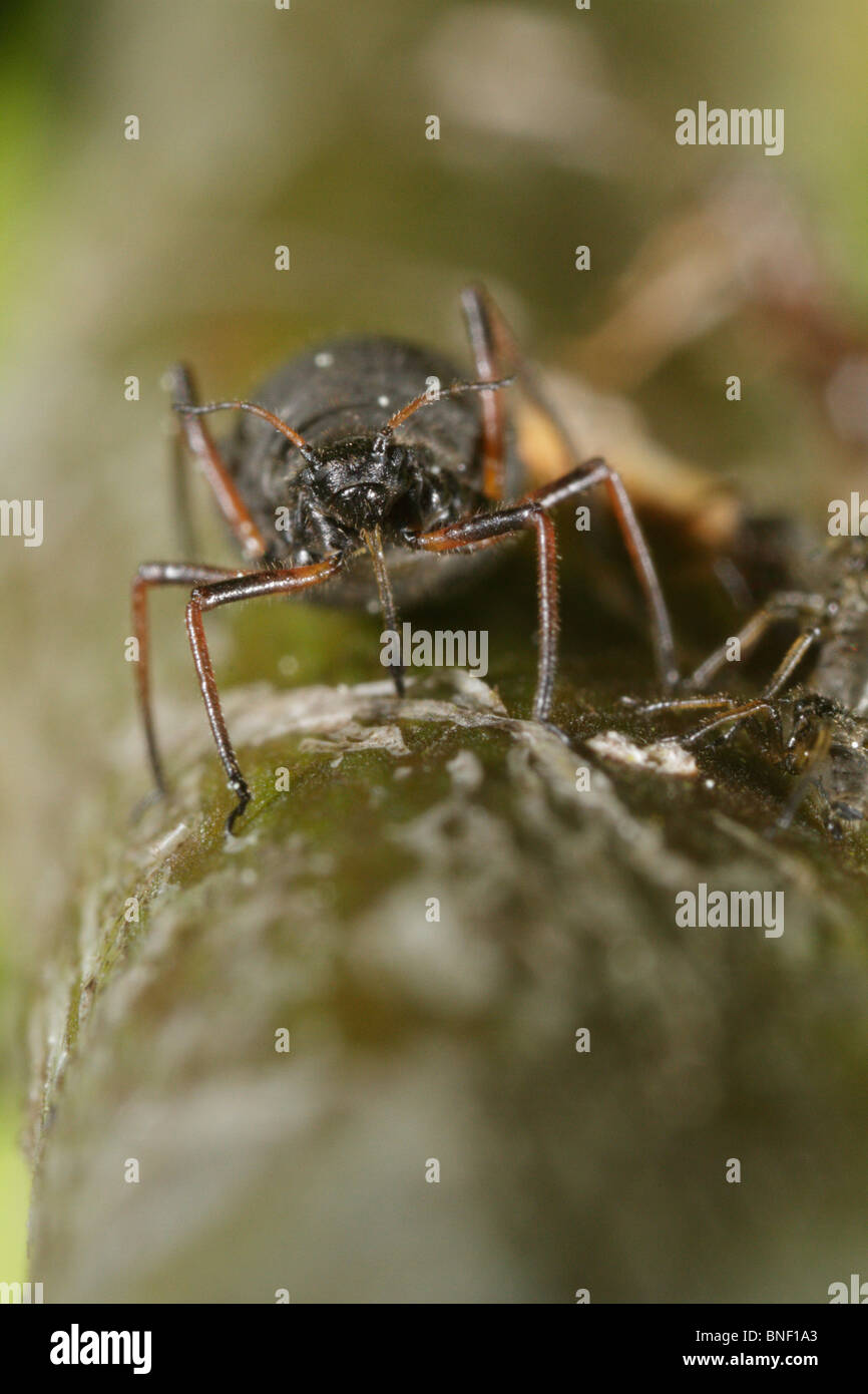 Lasius niger, le jardin noir, et Lachnus roboris ant Banque D'Images