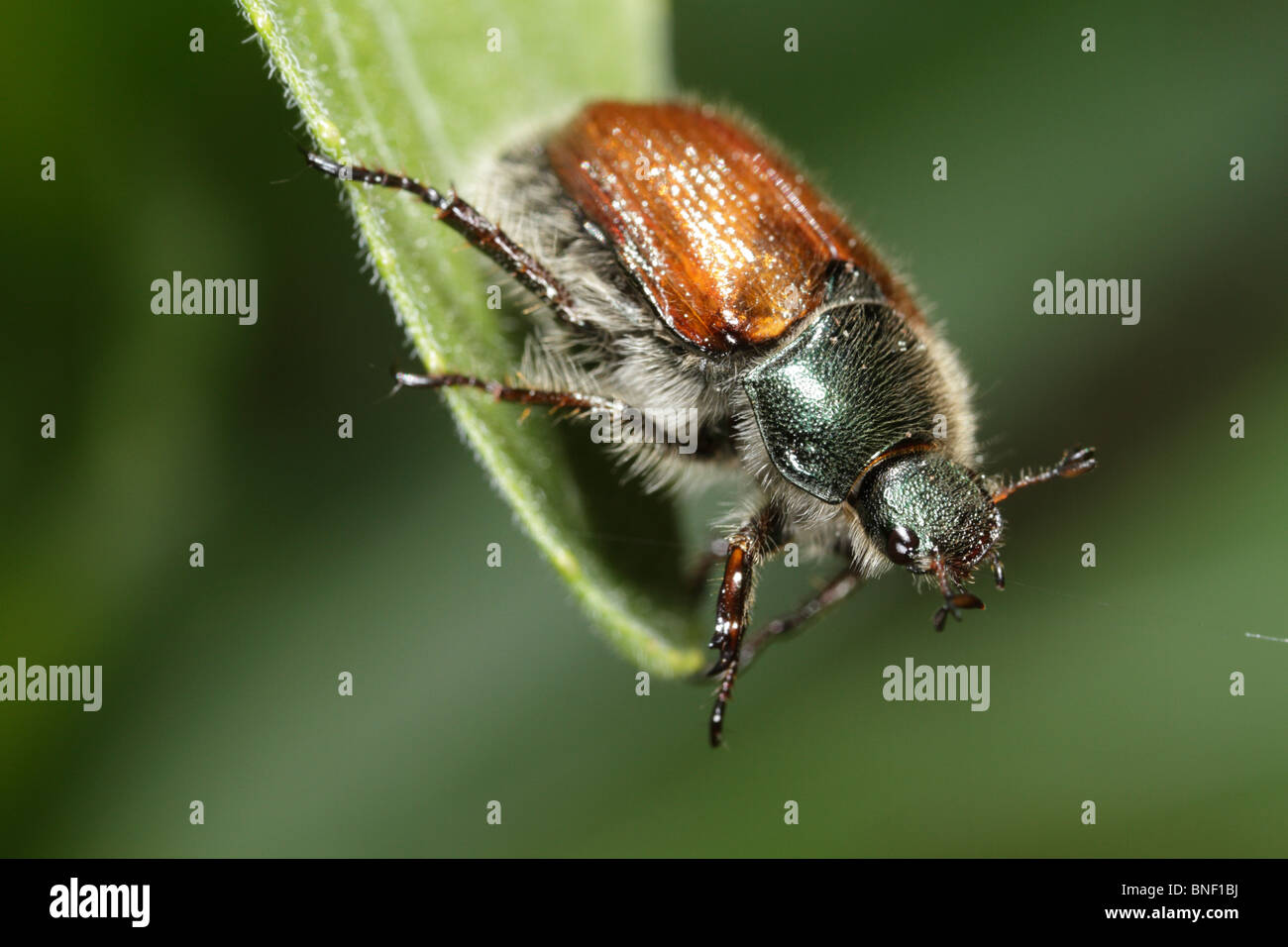 Hanneton horticole (Phyllopertha horticola) sur une feuille. Ce coléoptère est parfois appelée 'aikäfer», mai ou mai beetle bug Banque D'Images