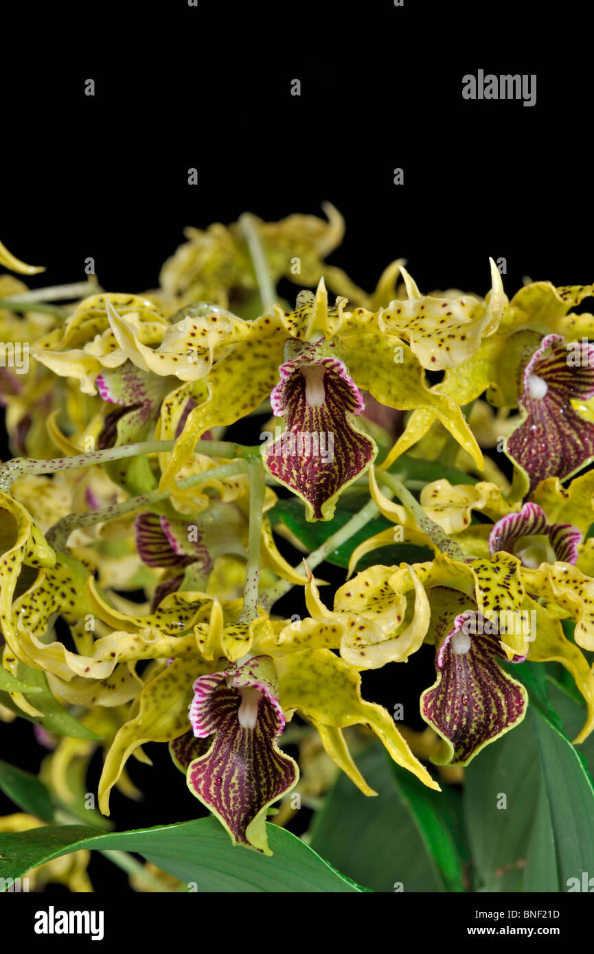 Close-up of Wonder Nishii Dendrobium orchidées Banque D'Images