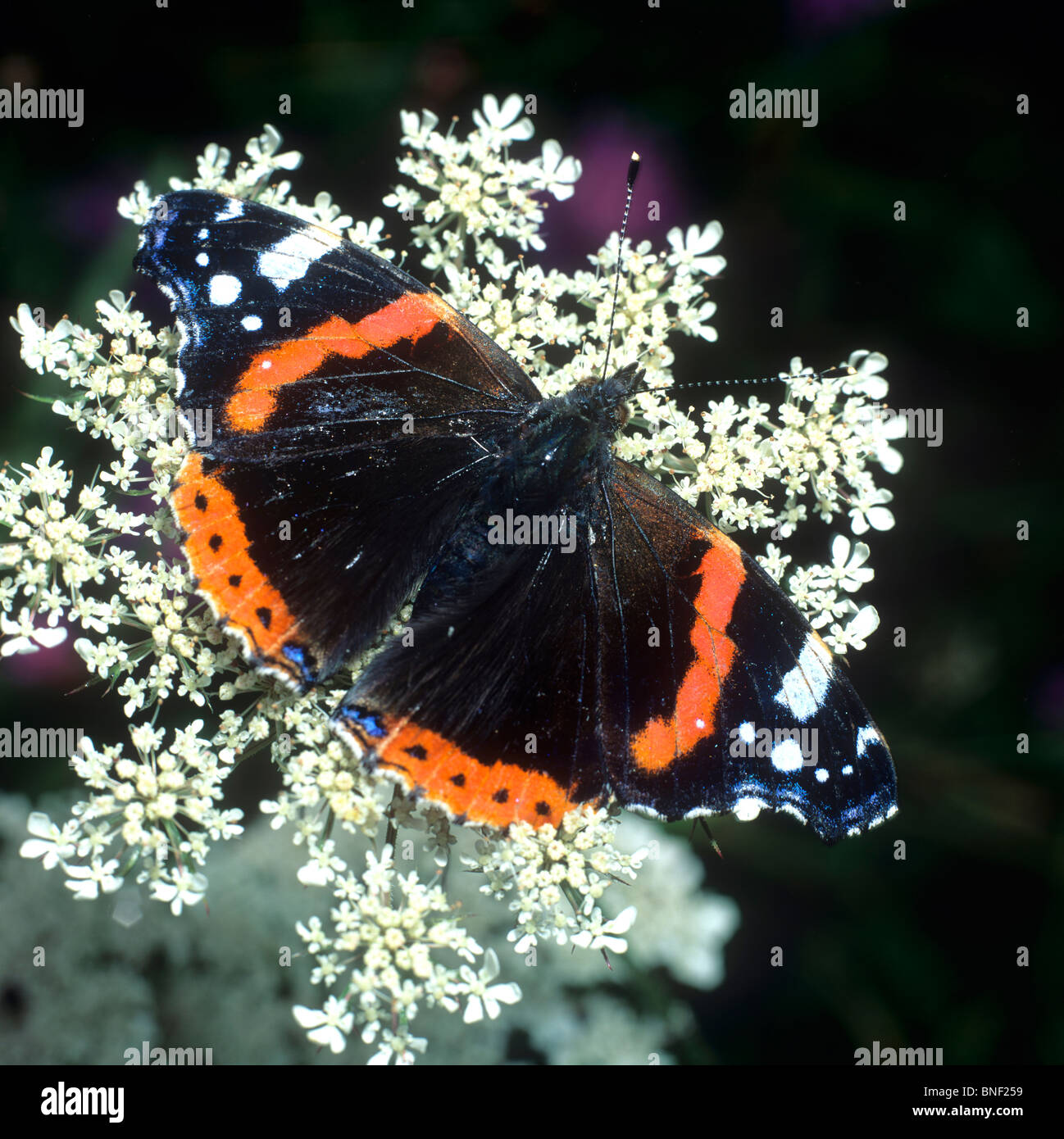 Vulcain (Vanessa atalanta), papillon sur une fleur. Banque D'Images