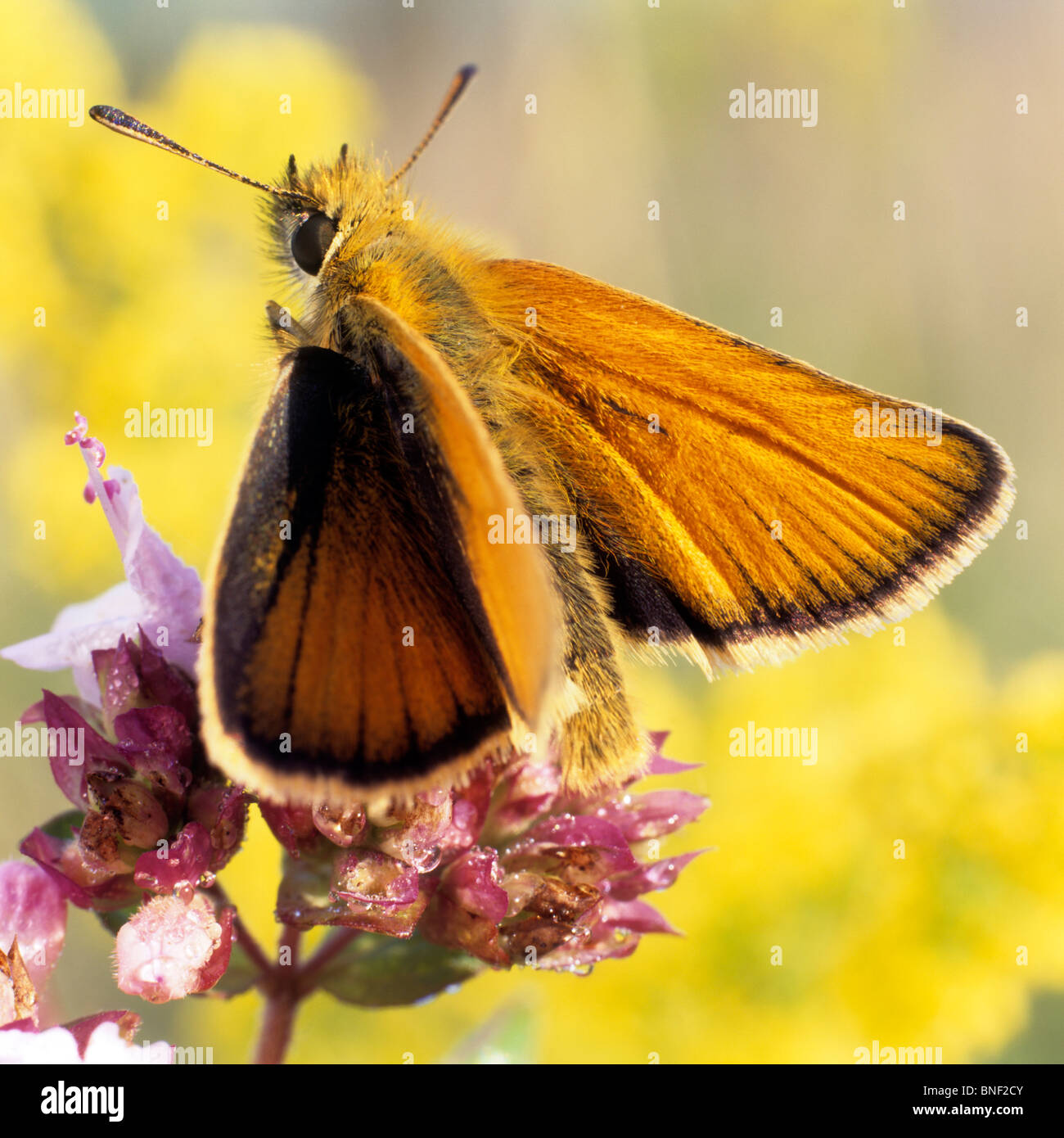 Petite Skipper (Thymelicus sylvestris, Thymelicus flavus), papillon sur une fleur. Banque D'Images