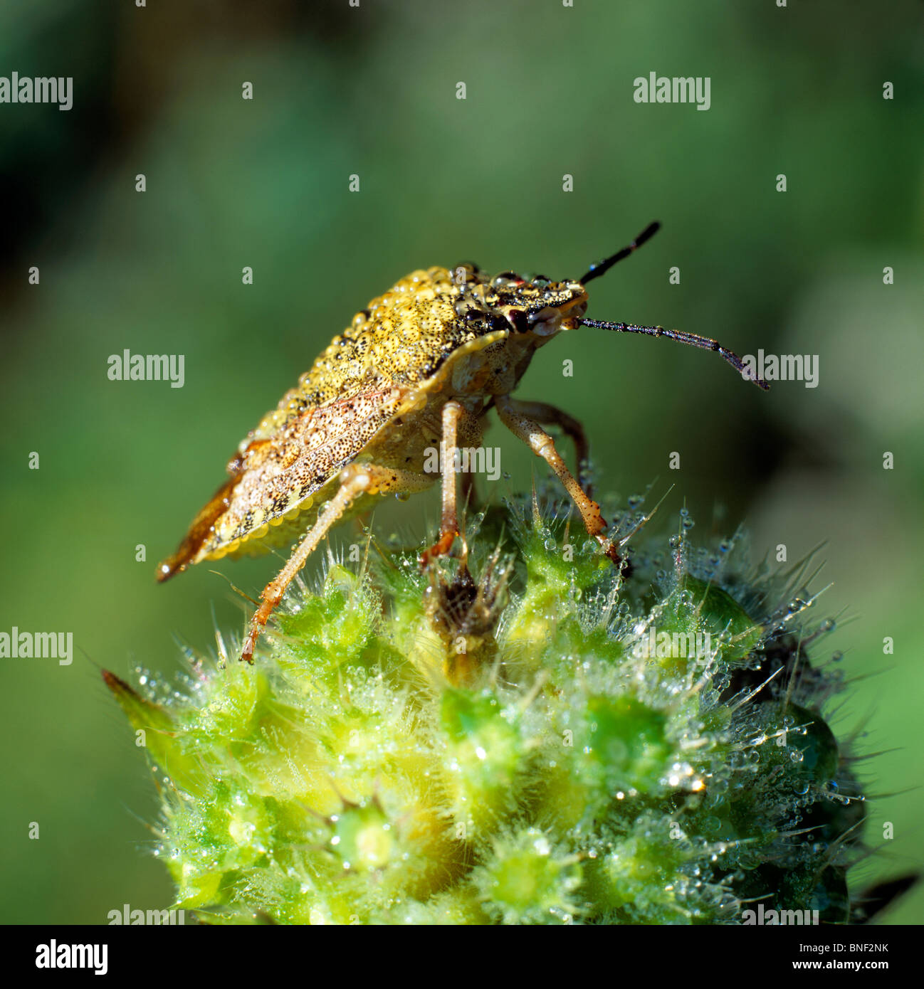 Dolycoris baccarum (Bug Shield). Banque D'Images