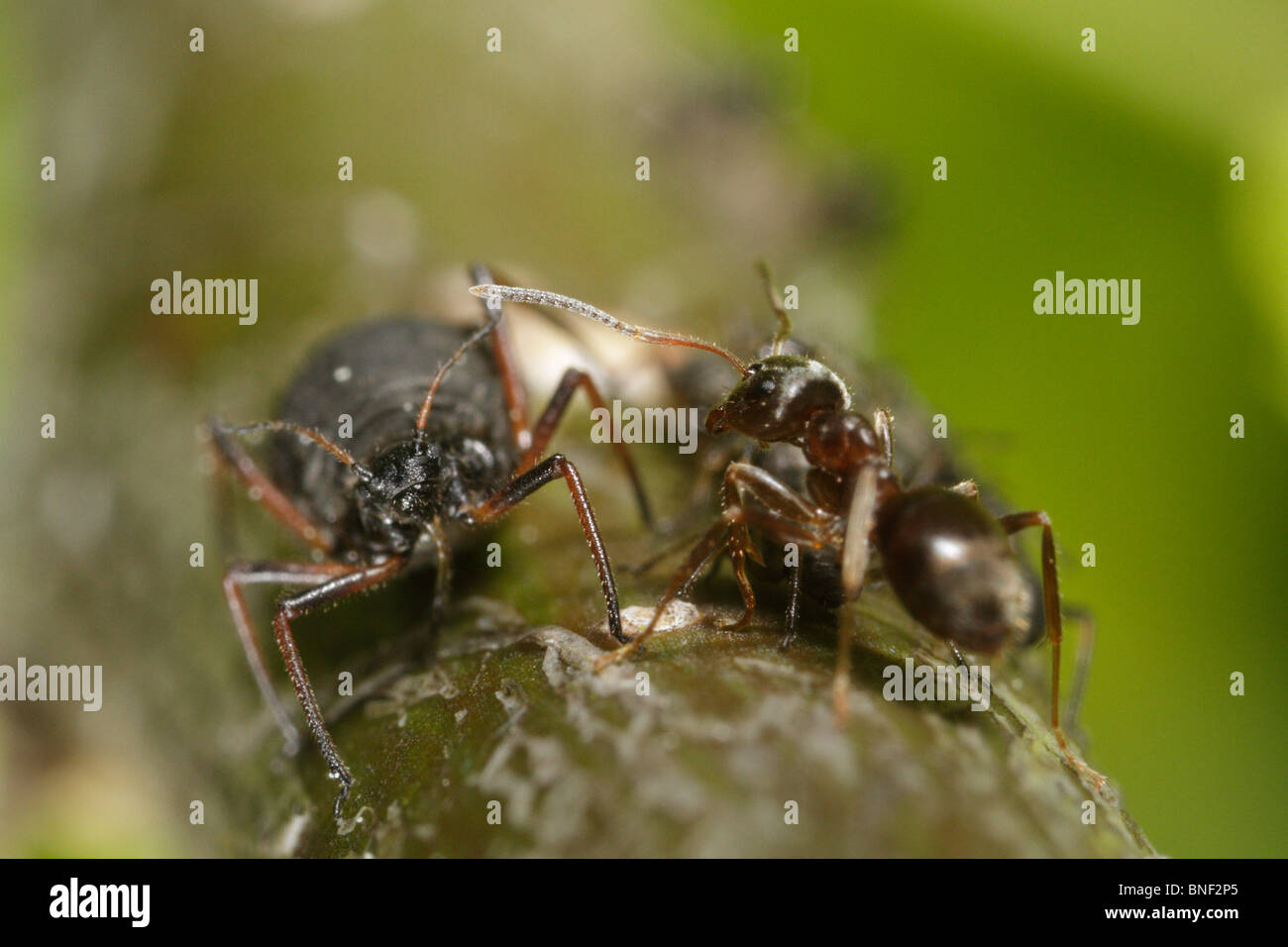 Lasius niger, le jardin noir, et Lachnus roboris ant Banque D'Images