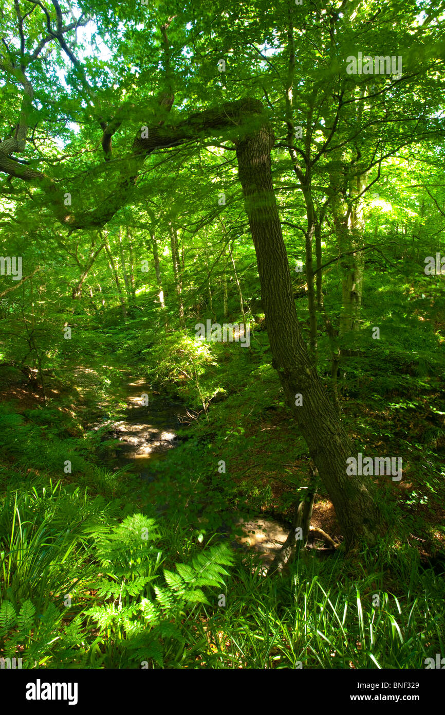 En Angleterre, Northumberland, Plessey Woods Country Park. Feuillage d'été appartenant à la forêt dans les Plessey Woods Country Park. Banque D'Images