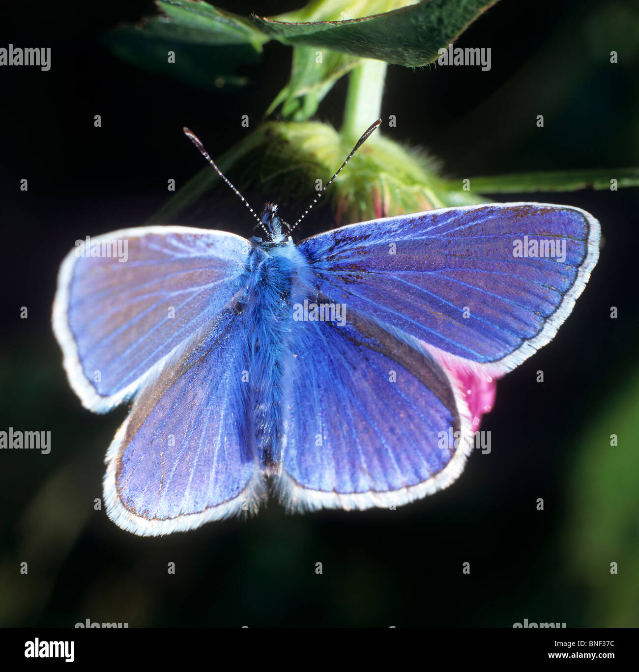 Blue (Polyommatus icarus commun), papillon sur une fleur. Banque D'Images