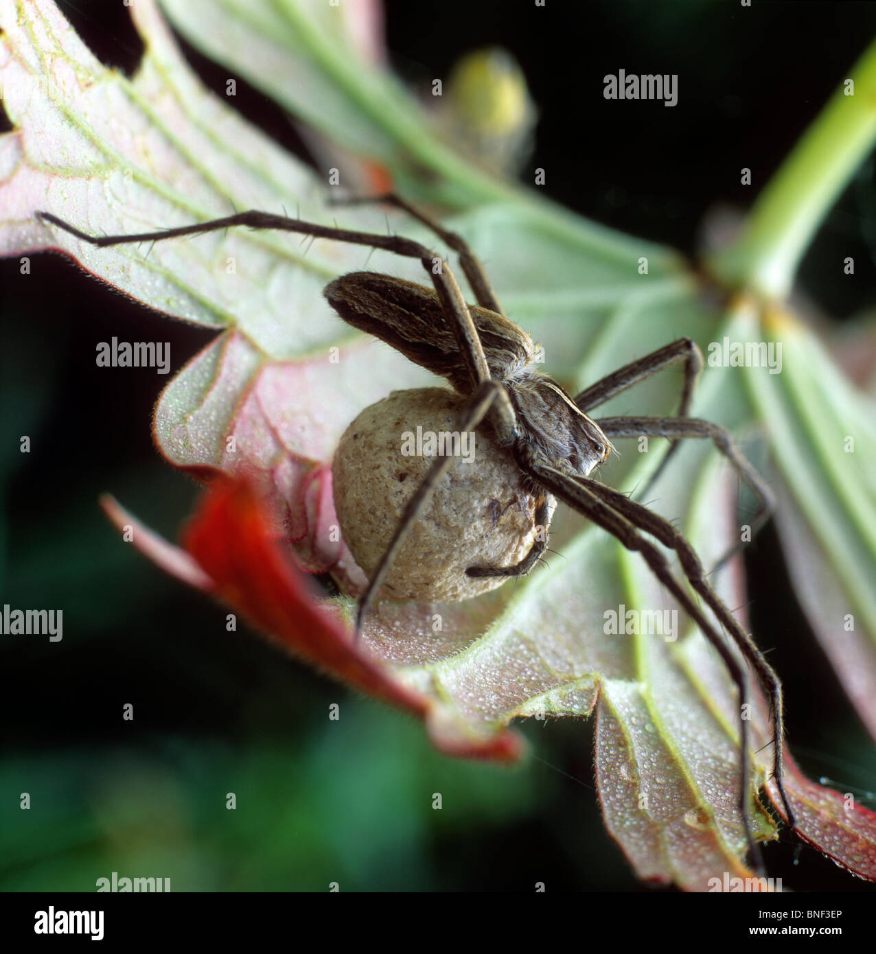 Spider Web pépinière (Pisaura mirabilis). Femelle avec cocon. Banque D'Images