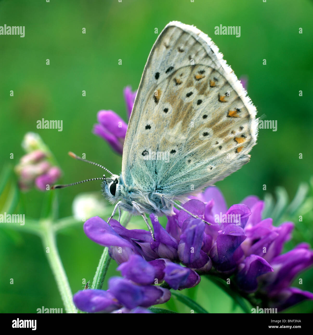 Blue (Polyommatus bellargus Adonis), papillon sur une fleur. Banque D'Images