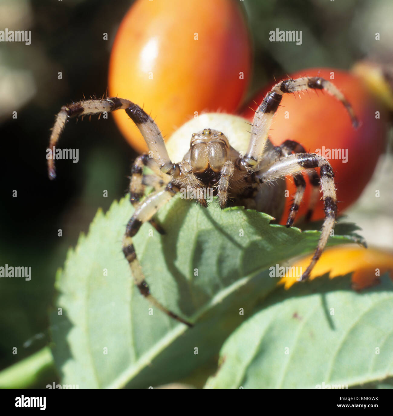 Quatre-spot-Orb weaver (Araneus quadratus) sur une rose. Banque D'Images