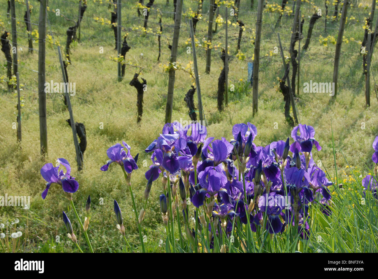 Iris de jardin, l'allemand, l'iris iris, fleur de lis, d'un drapeau (iris germanica), qui fleurit dans un vignoble, l'Allemagne, l'Rhineland-Palatin Banque D'Images