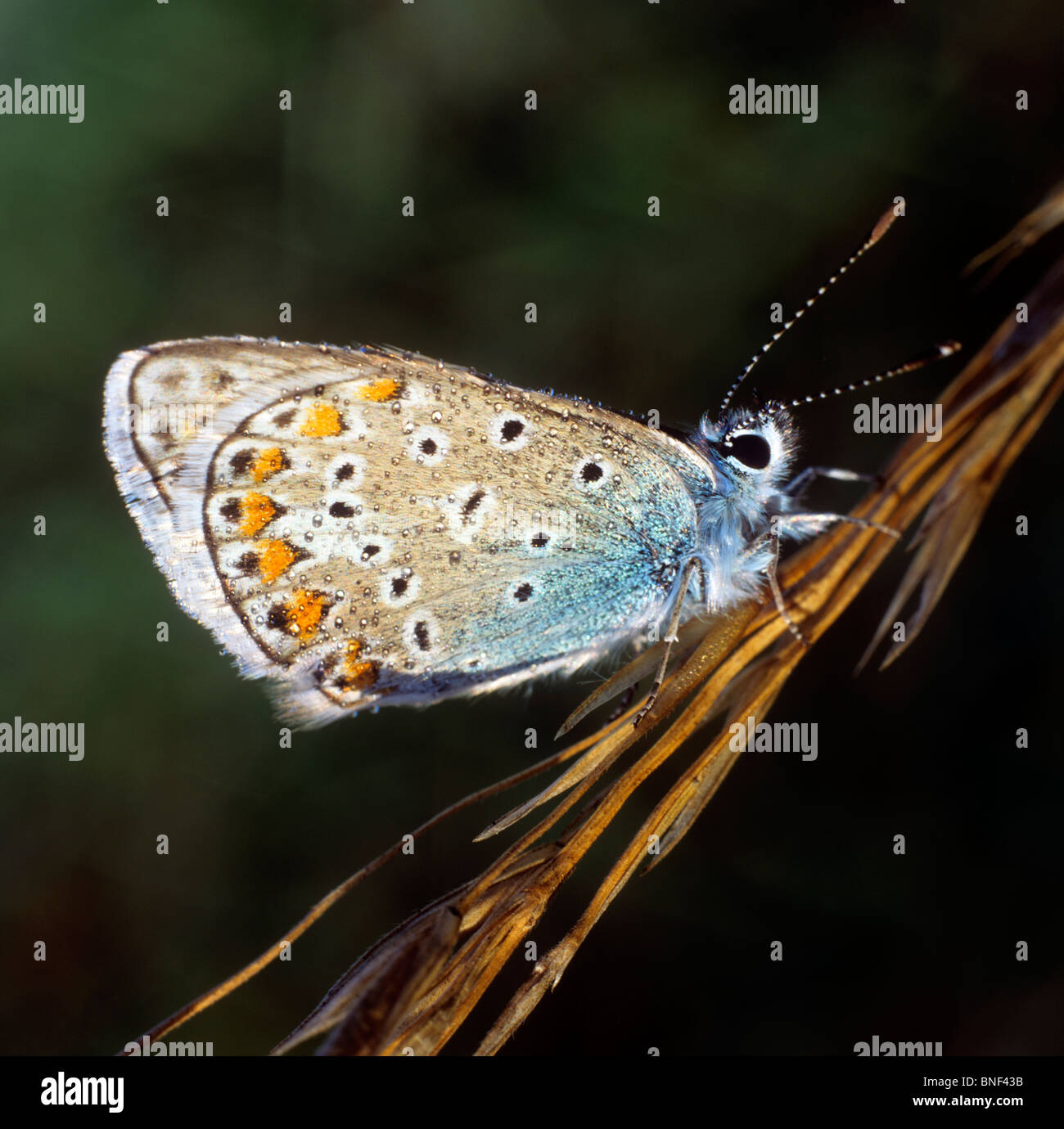 Blue (Polyommatus icarus commun), papillon sur une tige sèche. Banque D'Images