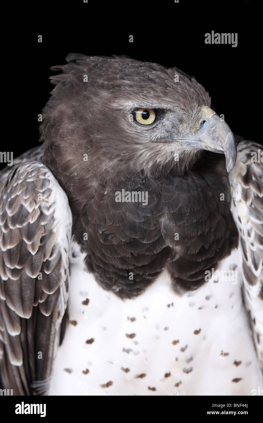 Gros plan de la tête d'un aigle Martial Polemaetus bellicosus Banque D'Images