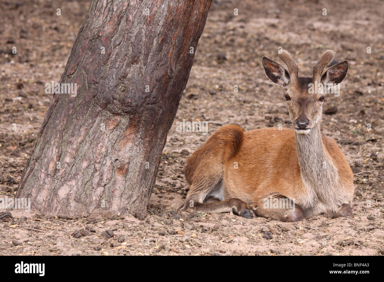Les jeunes Red Deer Stag Cervus elaphus était assis à côté de tronc de l'arbre à Tatton Park, Cheshire, Royaume-Uni Banque D'Images