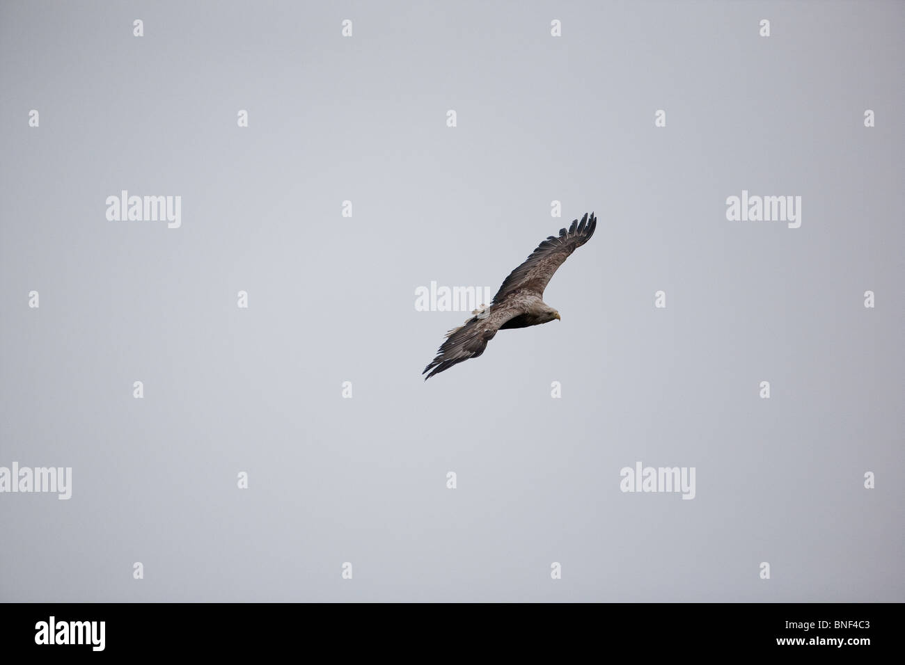 Un aigle à queue blanche, Haliaeetus albicilla, qui s'envole dans la brume au-dessus de l'île Runde sur la côte ouest de l'Atlantique, en Norvège. Banque D'Images