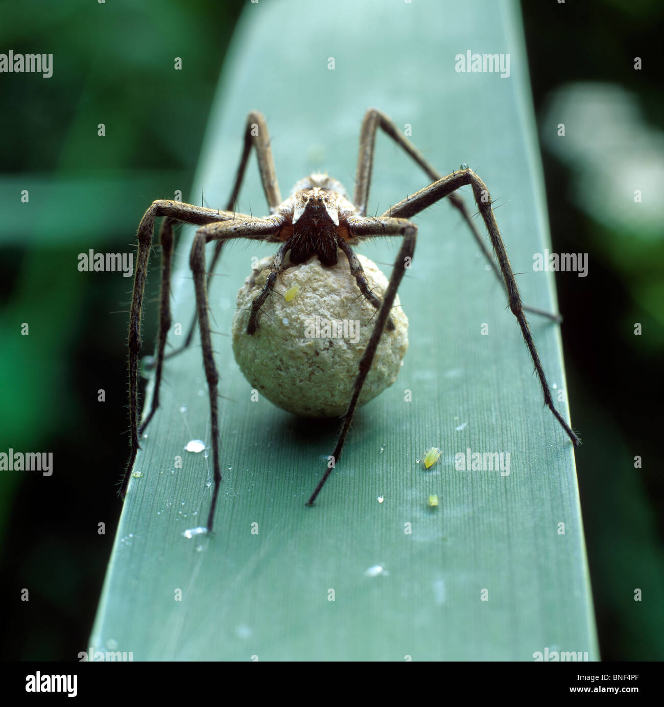 Spider Web pépinière (Pisaura mirabilis). Femelle avec cocon. Banque D'Images