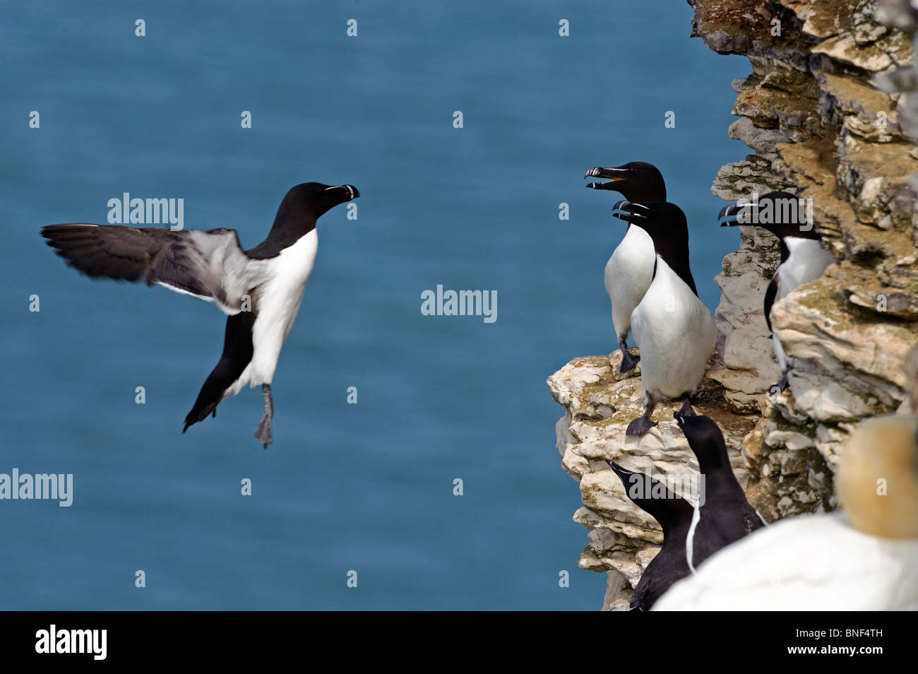 Petit Pingouin, Alca torda, l'un arrivant sur la terre parmi les autres petits pingouins sur les corniches des falaises. le fond bleu de la mer. Banque D'Images