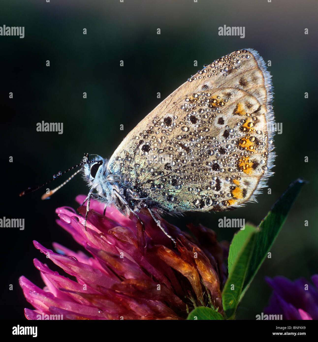Chalkhill Blue (Polyommatus corydon), papillon sur une fleur. Banque D'Images